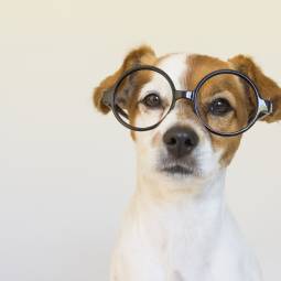 Digitale Wissensbibliothek